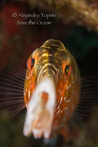 Trumpet Fish close up, Flamingo Reef Bonaire by Alejandro Topete 